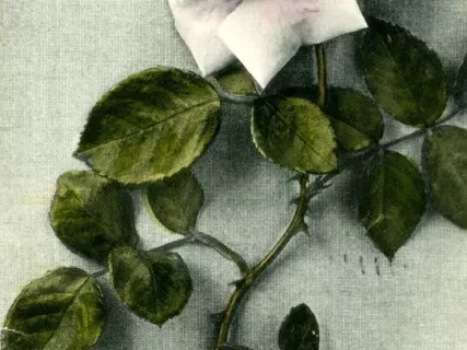 Postcard - Greetings from Electric Park, A. Happy Birthday