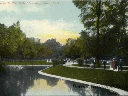 Postcard - Swans in the Zoo, Belle Isle Park, Detroit, Mich.