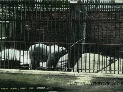 Postcard - Polar Bears, Belle Isle, Detroit, Mich.