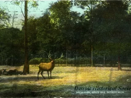 Postcard - Deer Park, Belle Isle, Detroit, Mich.