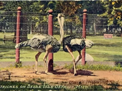 Postcard - Ostriches on Belle Isle, Detroit, Mich.