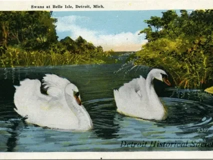 Postcard - Swans at Belle Isle, Detroit, Mich.