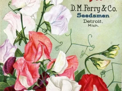 Catalog - Seed Annual 1909