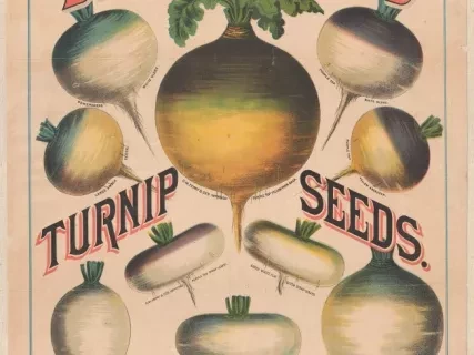 Poster - D. M. Ferry & Co.'s Turnip Seeds