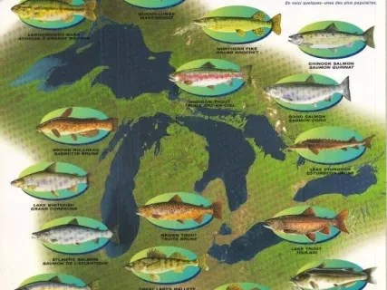 Poster - Fish of the Great Lakes
Poissons des Grand Lacs