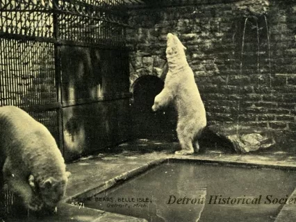 Postcard - Polar Bears, Belle Isle, Detroit, Mich