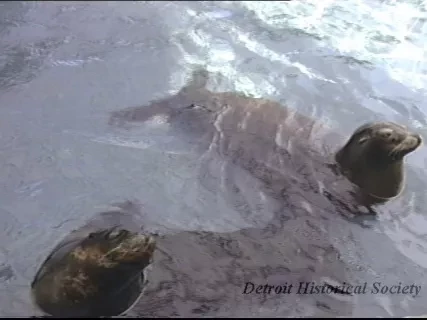 U-Matic - Belle Isle Zoo
5-1-90 #1