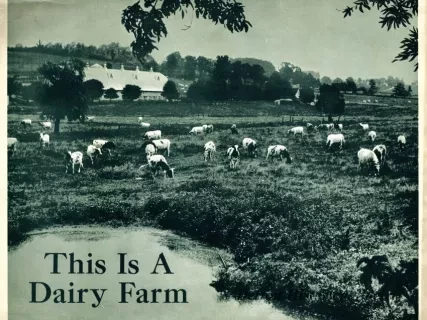 Poster - This Is A Dairy Farm