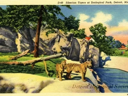 Postcard - D-49 Siberian Tigers at Zoological Park, Detroit, Mich.