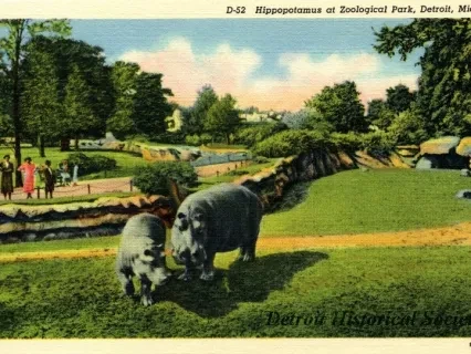 Postcard - D-52 Hippopotamus at Zoological Park, Detroit, Mich.