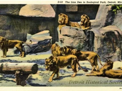 Postcard - D-53 The Lion Den in Zoological Park, Detroit, Mich.