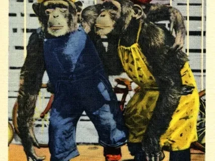 Postcard - D-57 Chimpanzee Theatre in Zoological Park, Detroit, Mich.