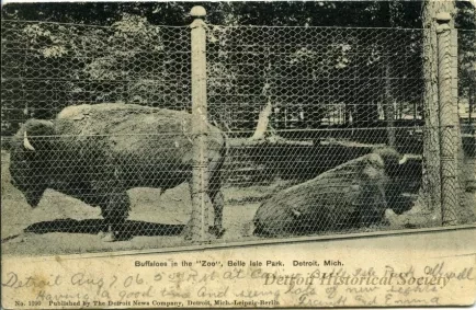 Postcard - Buffaloes in the "Zoo", Belle Isle Park, Detroit, Mich.