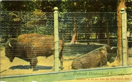 Postcard - "Buffaloes" in the Zoo, Belle Isle Park, Detroit, Mich.