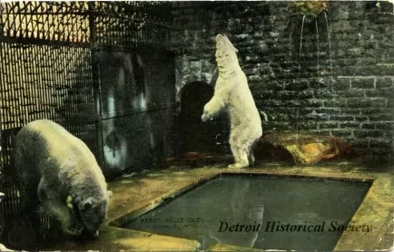 Postcard - Polar Bears, Belle Isle, Detroit, Mich.
