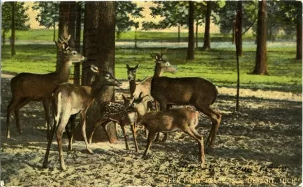 Postcard - Deer Park, Belle Isle, Detroit, Mich.