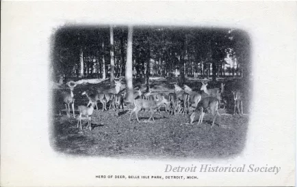 Postcard - Herd of Deer, Belle Isle Park, Detroit, Mich.