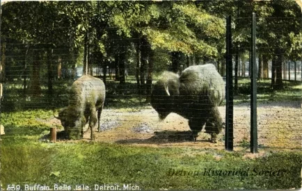 Postcard - Buffalo, Belle Isle, Detroit, Mich.