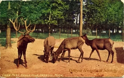 Postcard - Deer Park, Belle Isle, Detroit, Mich.