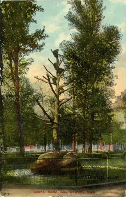 Postcard - Coons, Belle Isle, Detroit, Mich.