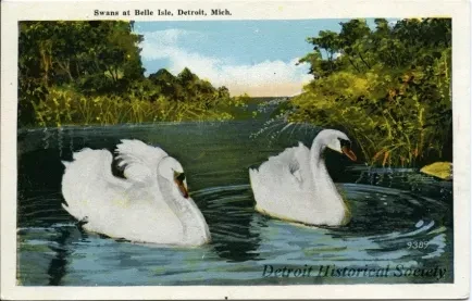 Postcard - Swans at Belle Isle, Detroit, Mich.