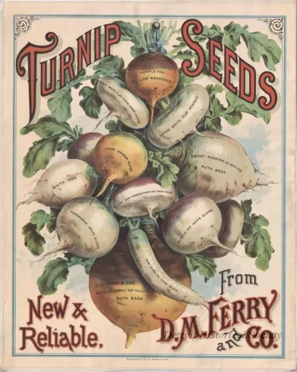 Poster - Turnip Seeds,
New & Reliable from D. M. Ferry and Co.