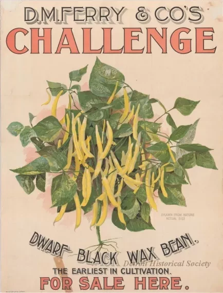 Poster - D. M. Ferry & Co.'s Challenge Dwarf Wax Black Bean