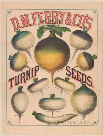 Poster - D. M. Ferry & Co.'s Turnip Seeds