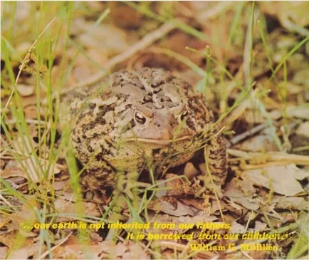 Poster - Environment
[Milliken for Michigan]