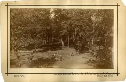 Print, Photographic - Deer Park