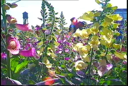 U-Matic - Flower Day @ Eastern Market, 5-19-91
