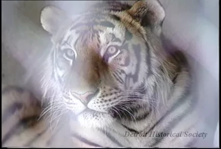 U-Matic - Detroit Zoo Animals #1