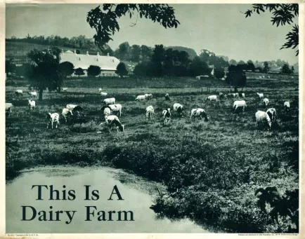 Poster - This Is A Dairy Farm