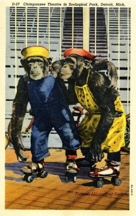 Postcard - D-57 Chimpanzee Theatre in Zoological Park, Detroit, Mich.