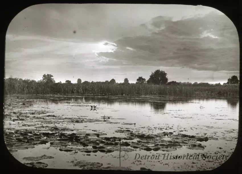 Transparency, Lantern-slide - Lily Pads River Rouge near Dix Rd