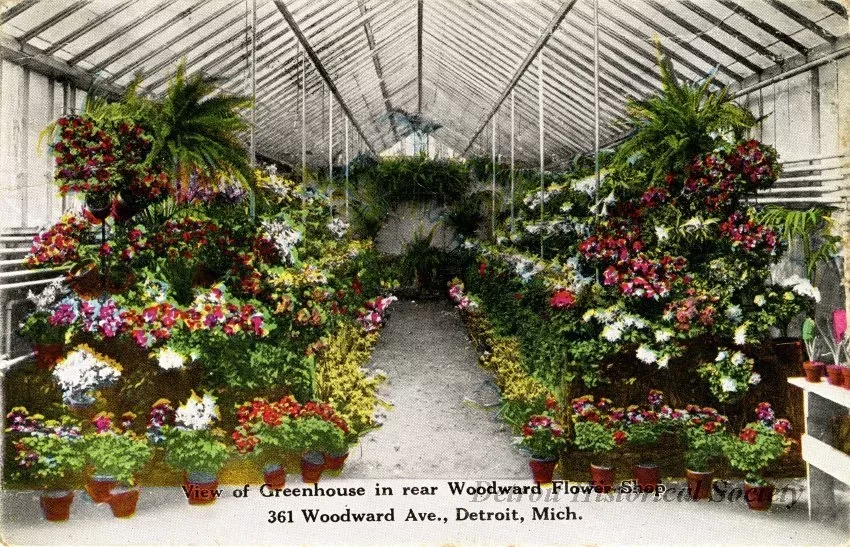 Postcard - View of Greenhouse in rear Woodward Flower Shop, 361 Woodward Ave., Detroit, Mich.
