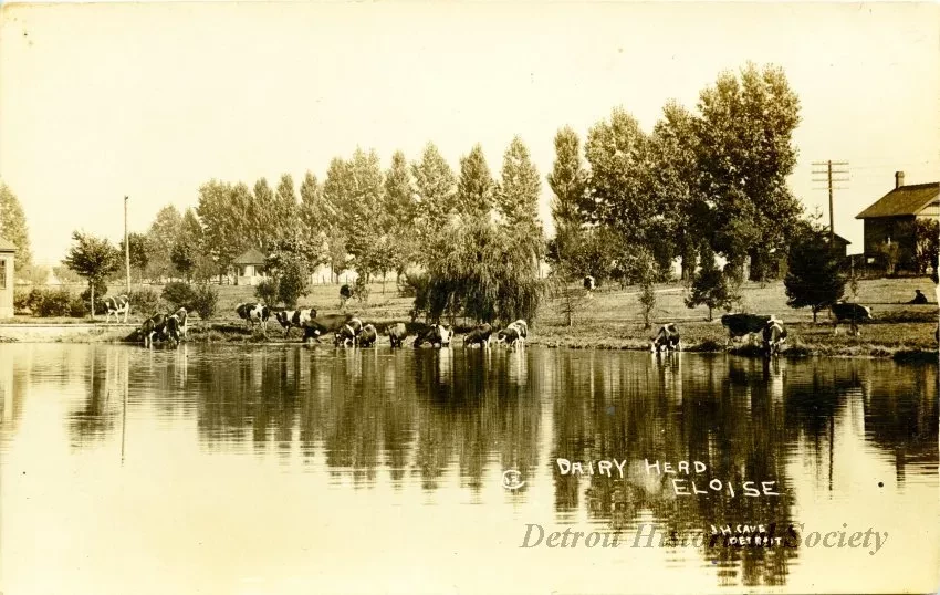 Postcard - Dairy Herd, Eloise - Dairy Herd at Eloise Hospital