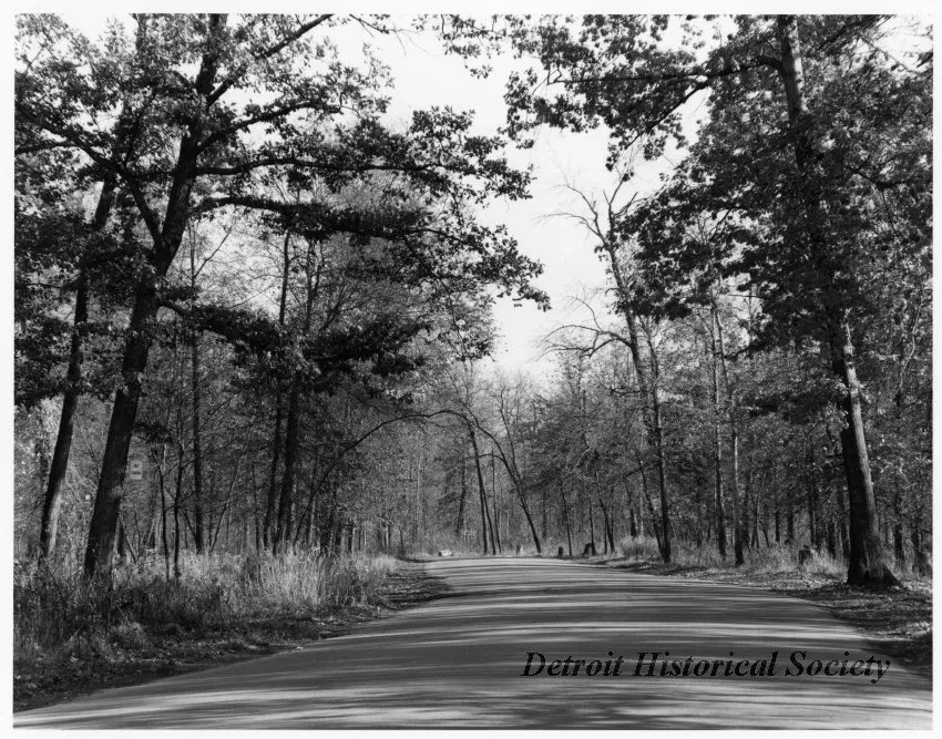Print, Photographic - "Road in the Forest, Belle Isle Park, Detroit, MI"