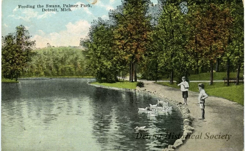 Postcard - Feeding the Swans, Palmer Park, Detroit, Mich.