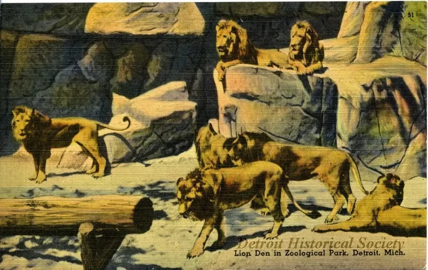 Postcard - Lion Den in Zoological Park, Detroit, Mich.