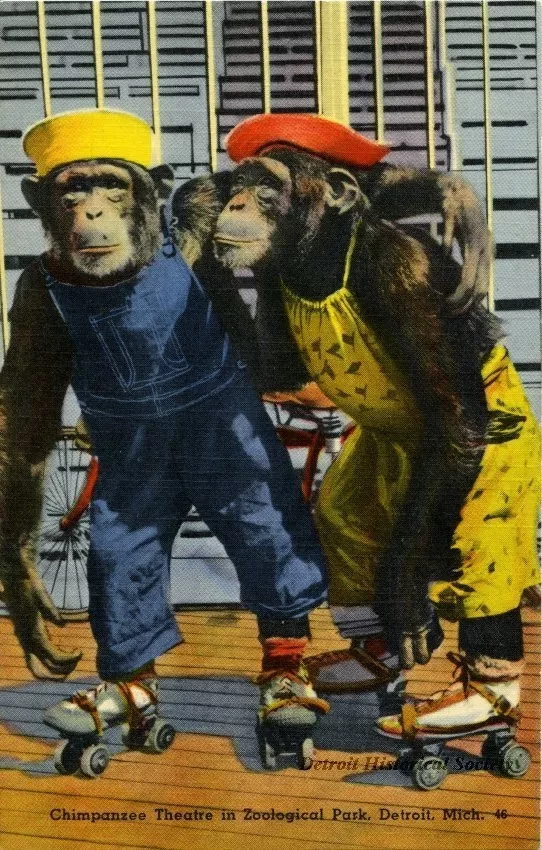 Postcard - Chimpanzee Theatre in Zoological Park, Detroit, Mich.