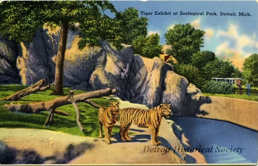 Postcard - Tiger Exhibit at Zoological Park, Detroit, Mich.