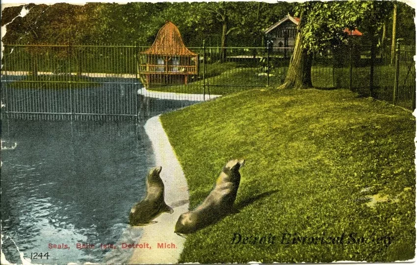 Postcard - Seals, Belle Isle, Detroit, Mich.