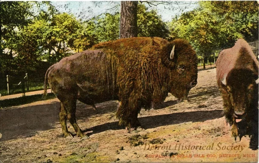 Postcard - Buffalo in Belle Isle Zoo, Detroit, Mich.