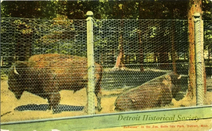 Postcard - "Buffaloes" in the Zoo, Belle Isle Park, Detroit, Mich.