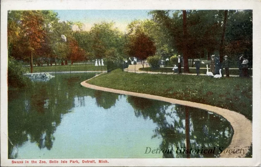 Postcard - Swans in the Zoo, Belle Isle Park, Detroit, Mich.