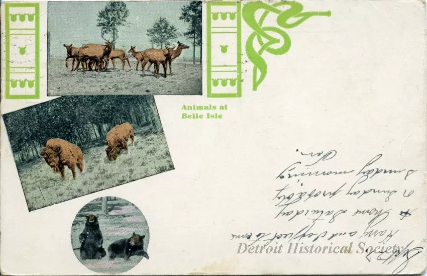 Postcard - Animals at Belle Isle