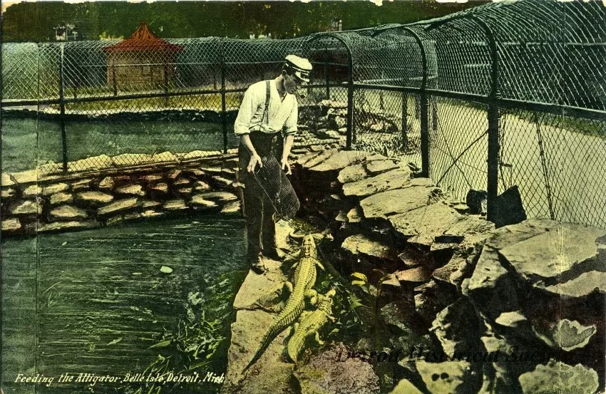 Postcard - Feeding the Alligator, Belle Isle, Detroit, Mich.