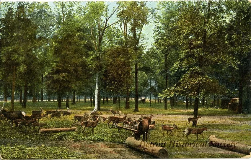 Postcard - Deer Park, Belle Isle, Detroit, Mich.