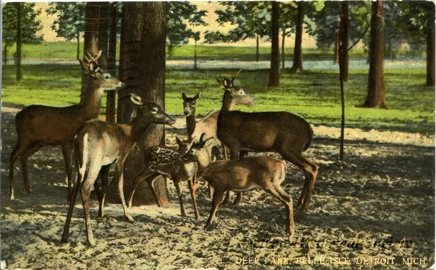 Postcard - Deer Park, Belle Isle, Detroit, Mich.